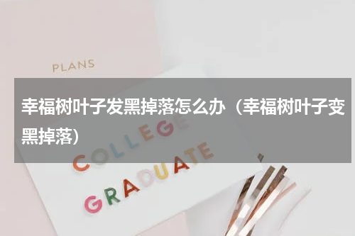 幸福树叶子发黑掉落怎么办(幸福树叶子变黑掉落)