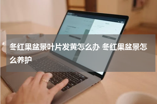 冬红果盆景叶片发黄怎么办 冬红果盆景怎么养护