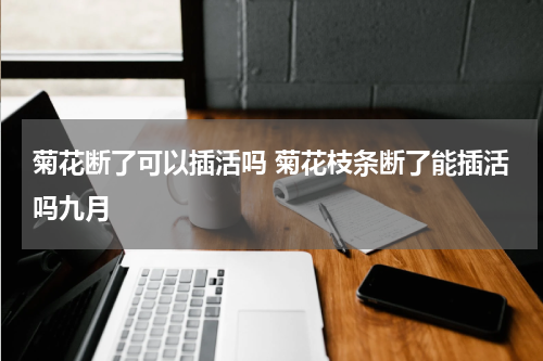 菊花断了可以插活吗 菊花枝条断了能插活吗九月