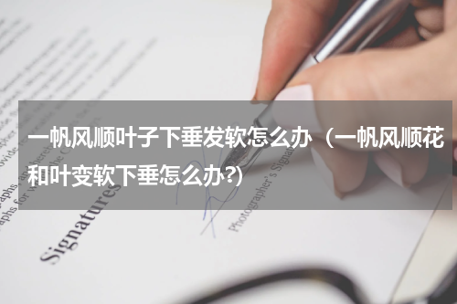 一帆风顺叶子下垂发软怎么办(一帆风顺花和叶变软下垂怎么办?)