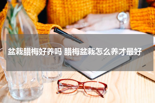 盆栽腊梅好养吗 腊梅盆栽怎么养才最好