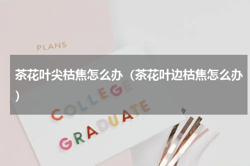 茶花叶尖枯焦怎么办(茶花叶边枯焦怎么办)