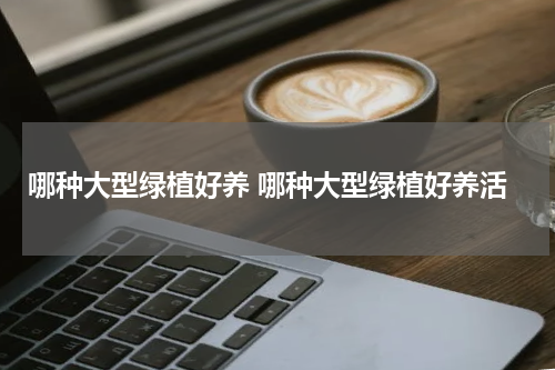 哪种大型绿植好养 哪种大型绿植好养活