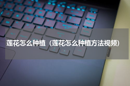 莲花怎么种植（莲花怎么种植方法视频）