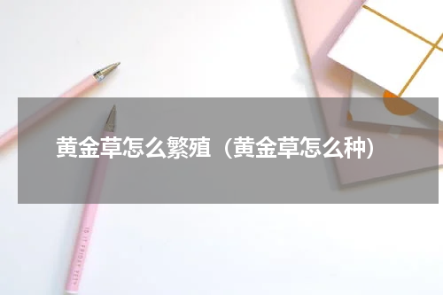 黄金草怎么繁殖(黄金草怎么种)