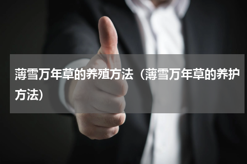 薄雪万年草的养殖方法(薄雪万年草的养护方法)