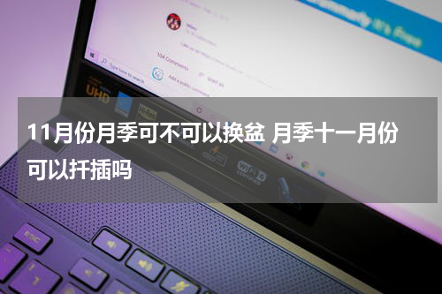 11月份月季可不可以换盆 月季十一月份可以扦插吗