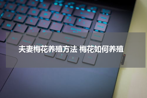 夫妻梅花养殖方法 梅花如何养殖