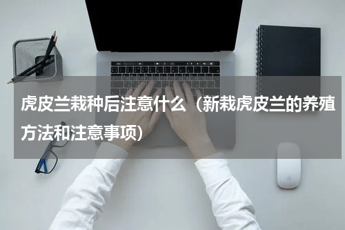 虎皮兰栽种后注意什么(新栽虎皮兰的养殖方法和注意事项)