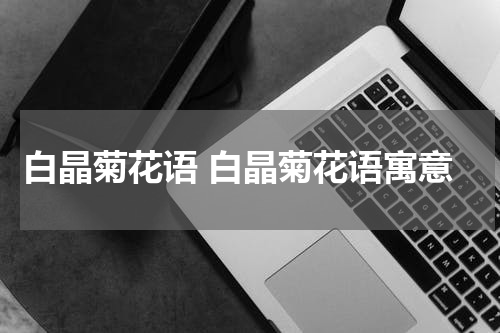 白晶菊花语 白晶菊花语寓意