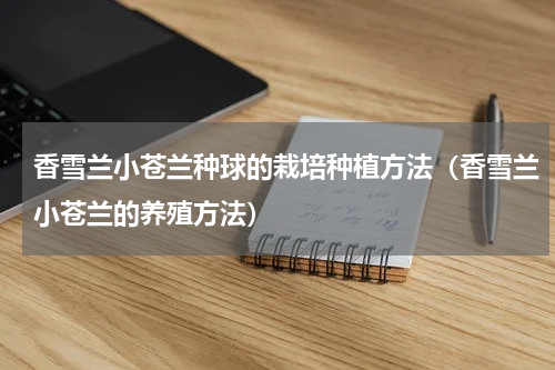 香雪兰小苍兰种球的栽培种植方法(香雪兰小苍兰的养殖方法)