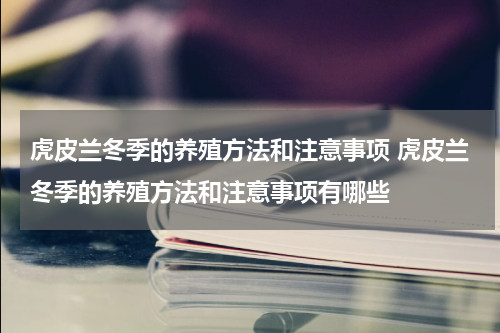 虎皮兰冬季的养殖方法和注意事项 虎皮兰冬季的养殖方法和注意事项有哪些