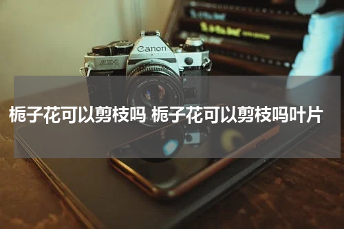 栀子花可以剪枝吗 栀子花可以剪枝吗叶片