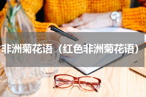 非洲菊花语(红色非洲菊花语)