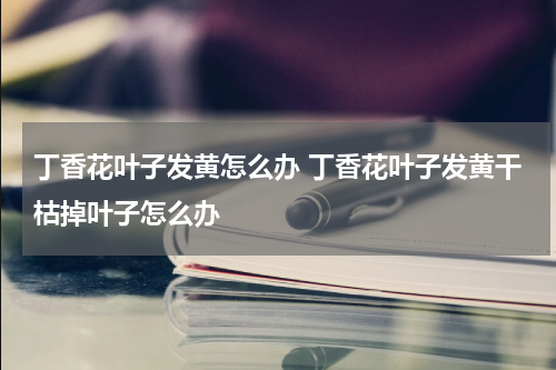 丁香花叶子发黄怎么办 丁香花叶子发黄干枯掉叶子怎么办