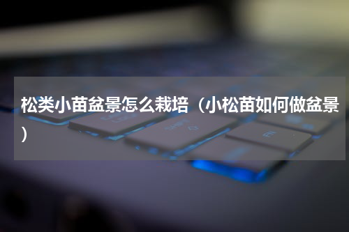 松类小苗盆景怎么栽培(小松苗如何做盆景)