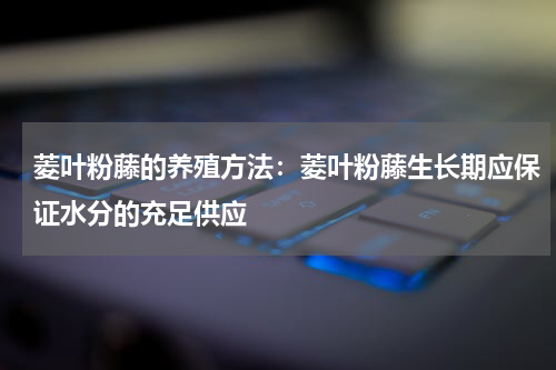 菱叶粉藤的养殖方法:菱叶粉藤生长期应保证水分的充足供应