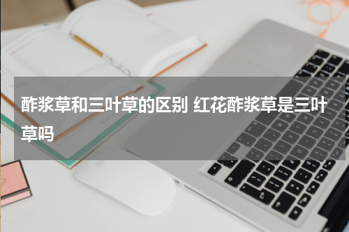 酢浆草和三叶草的区别 红花酢浆草是三叶草吗