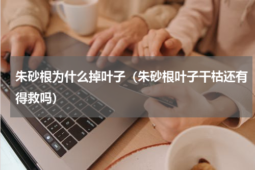 朱砂根为什么掉叶子(朱砂根叶子干枯还有得救吗)