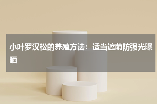 小叶罗汉松的养殖方法:适当遮荫防强光曝晒