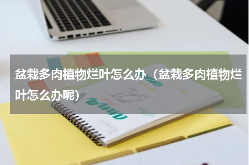 盆栽多肉植物烂叶怎么办(盆栽多肉植物烂叶怎么办呢)