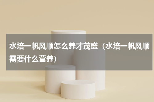 水培一帆风顺怎么养才茂盛(水培一帆风顺需要什么营养)